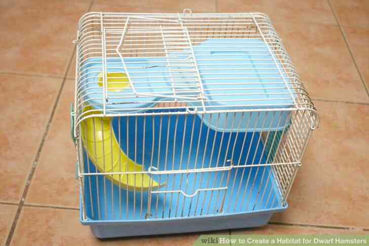 Image intitulée Créer un Habitat pour les Hamsters Nains Étape 1